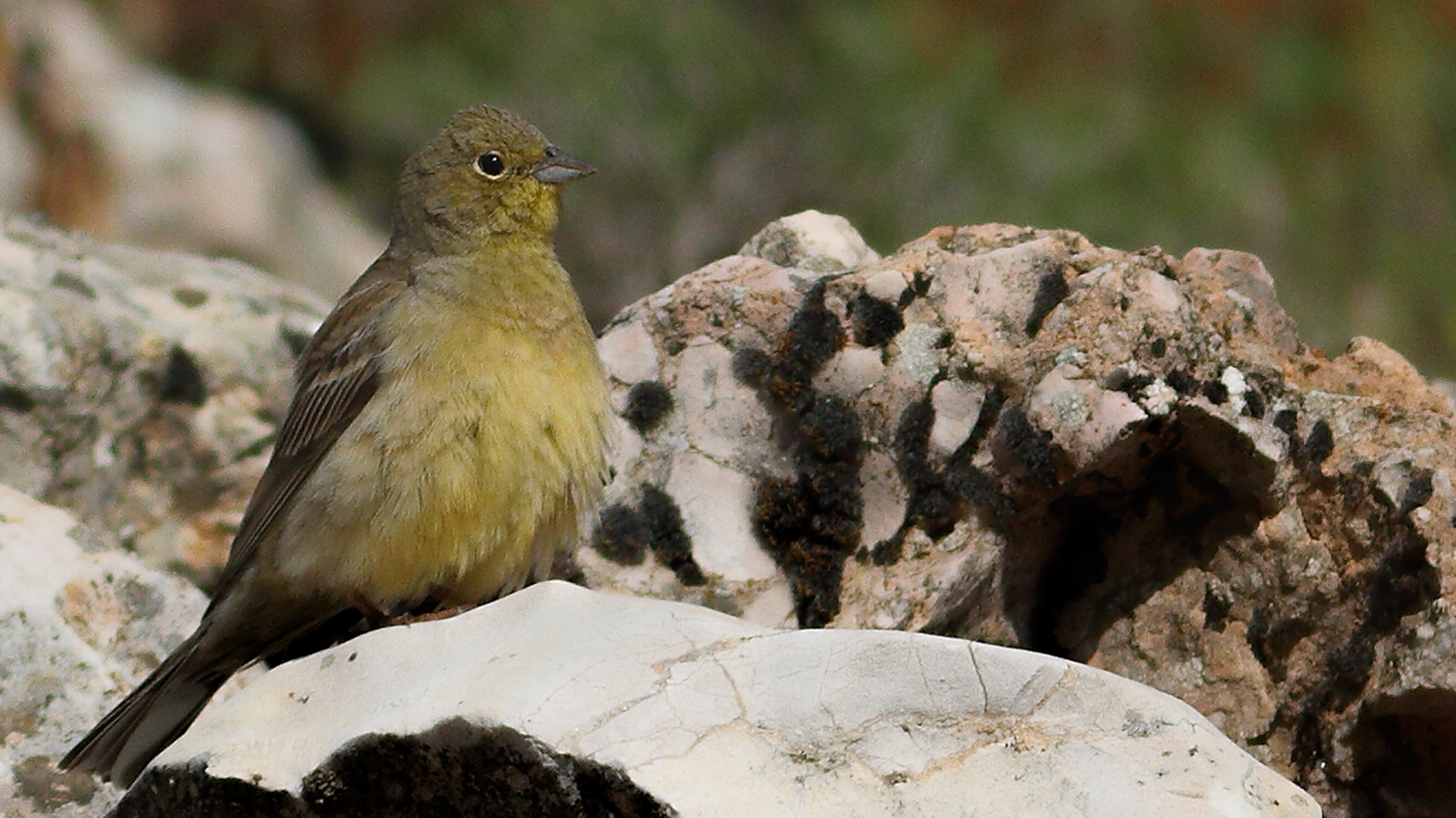 Cinereous Bunting